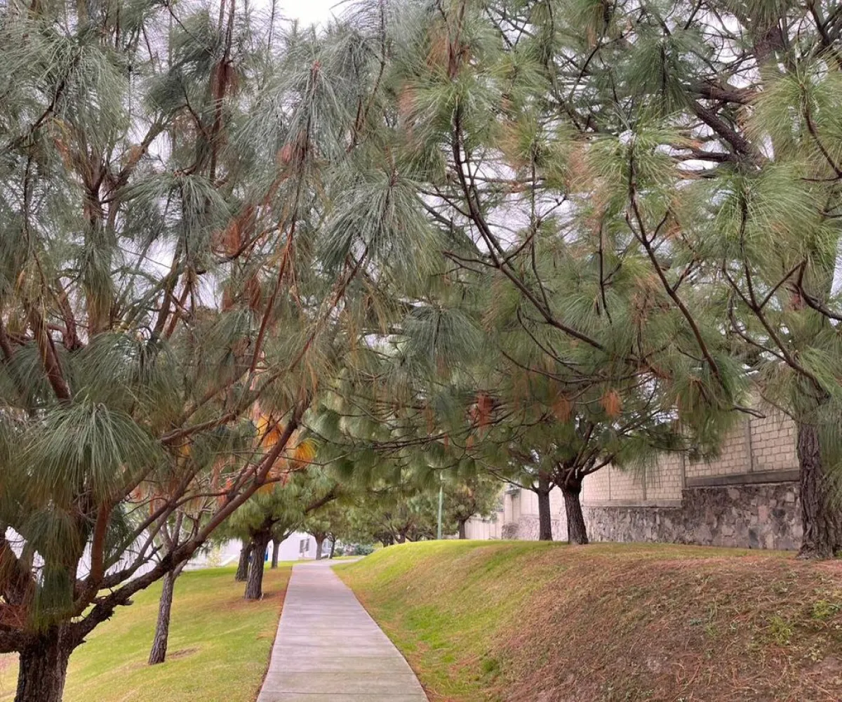 Terreno En Venta,Bosque Real,Loma de los Pinos S/N, Tlajomulco de Zúñiga, Jalisco 45645,Loma de los Pinos,pFMIpZU