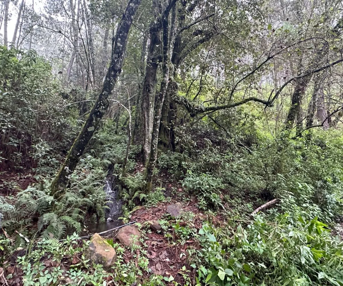 Terreno En Venta,Mirador Sierra del Tigre,Privada Cuauhtemoc S/N, Mazamitla, Jalisco 49500,Privada Cuauhtemoc,pvN1cE3 Terreno En Venta,Mirador Sierra del Tigre,Privada Cuauhtemoc S/N, Mazamitla, Jalisco 49500,Privada Cuauhtemoc,pvN1cE3