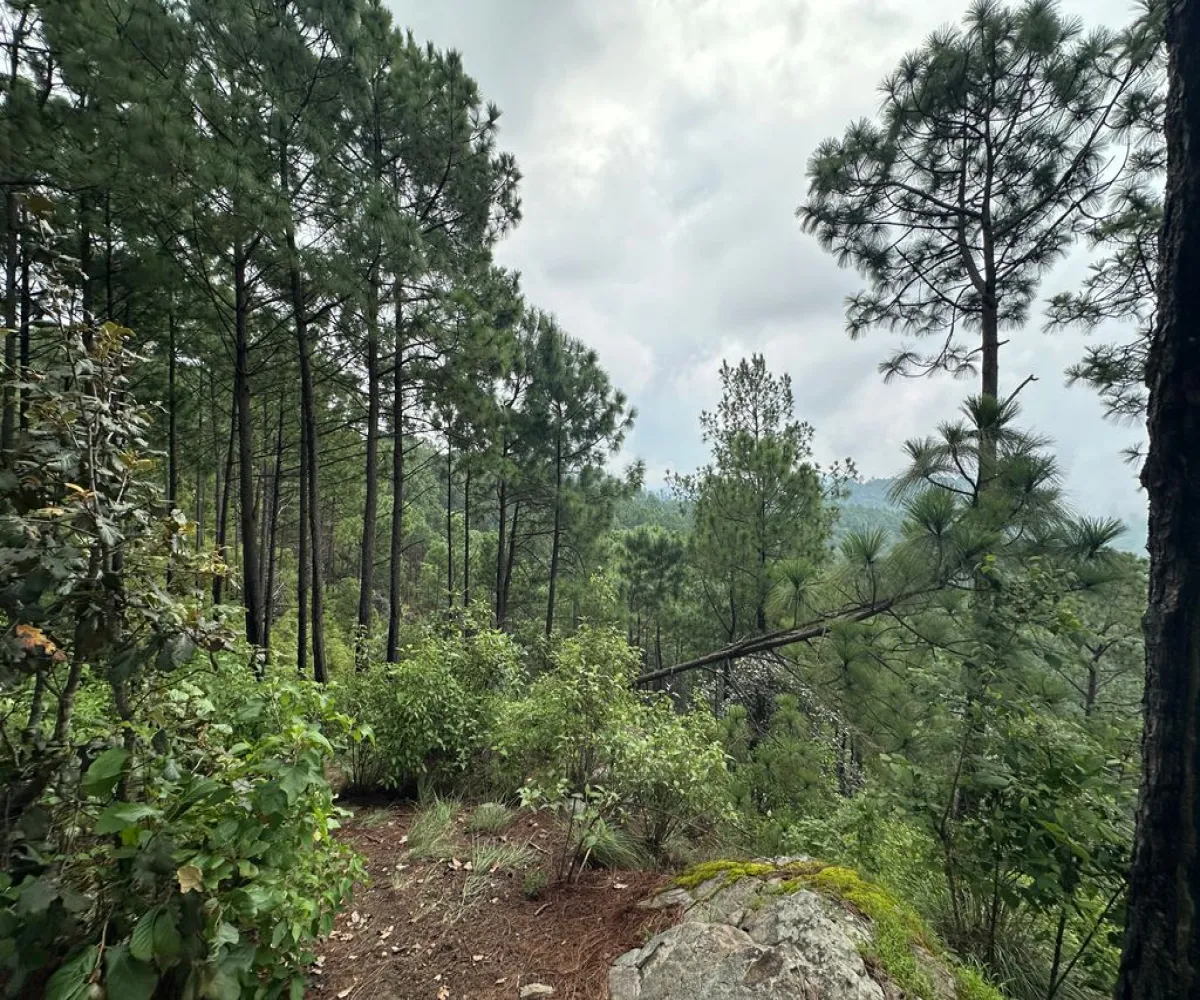 Terreno En Venta,Mirador Sierra del Tigre,Privada Cuauhtemoc S/N, Mazamitla, Jalisco 49500,Privada Cuauhtemoc,pvN1cE3 Terreno En Venta,Mirador Sierra del Tigre,Privada Cuauhtemoc S/N, Mazamitla, Jalisco 49500,Privada Cuauhtemoc,pvN1cE3