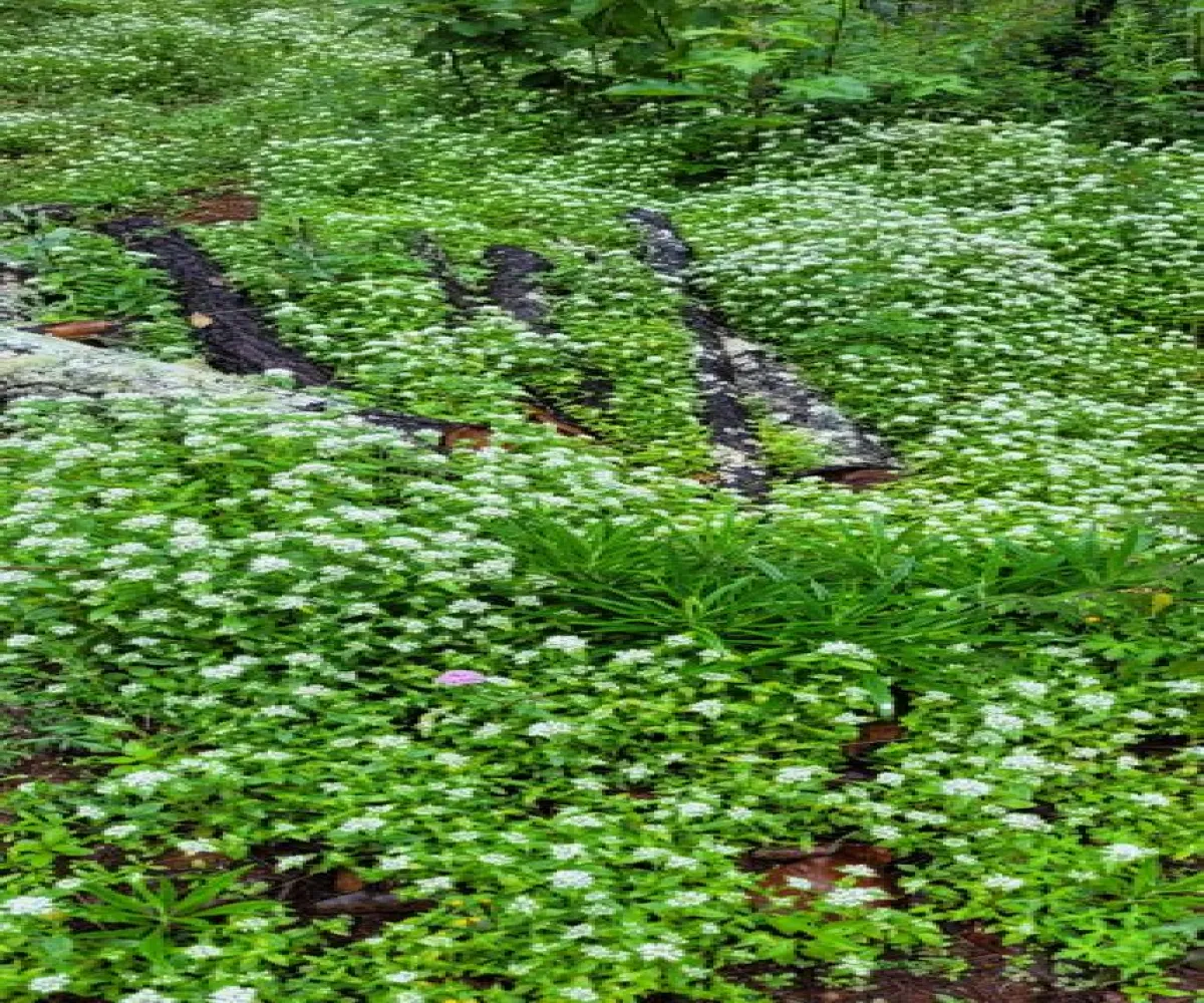 Terreno En Venta,tapalpa,condominio cardo santo S/N, Tapalpa, Jalisco 49340,condominio cardo santo,pR69fFK Terreno En Venta,tapalpa,condominio cardo santo S/N, Tapalpa, Jalisco 49340,condominio cardo santo,pR69fFK