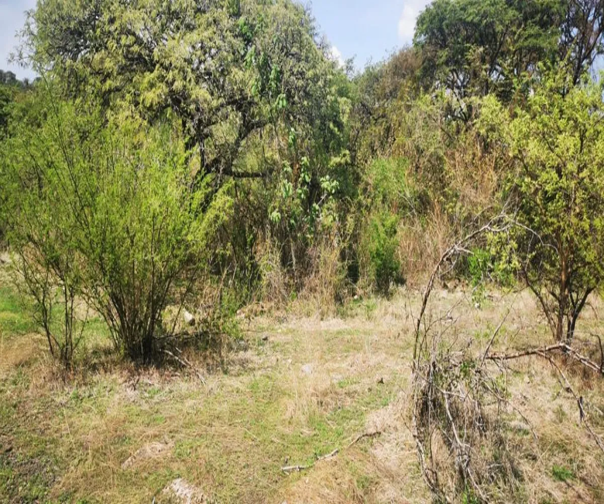 Terreno En Venta,San Nicolás de Ibarra,Vuelo del Halcón FJ M8, Chapala, Jalisco 45940,Vuelo del Halcón,p7Jk7Wt