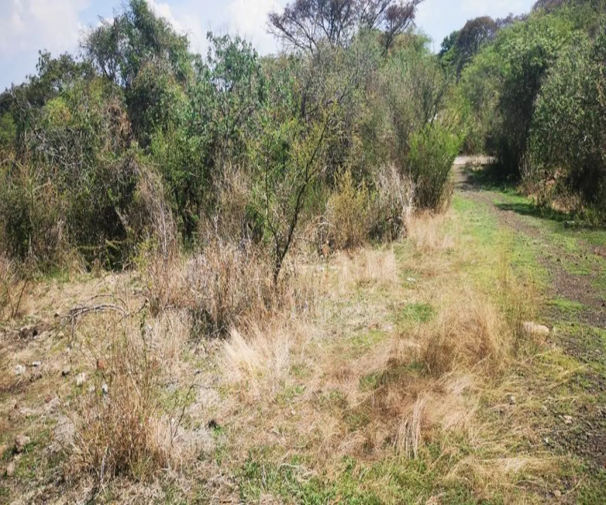 Terreno En Venta,San Nicolás de Ibarra,Vuelo del Halcón FJ M8, Chapala, Jalisco 45940,Vuelo del Halcón,p7Jk7Wt