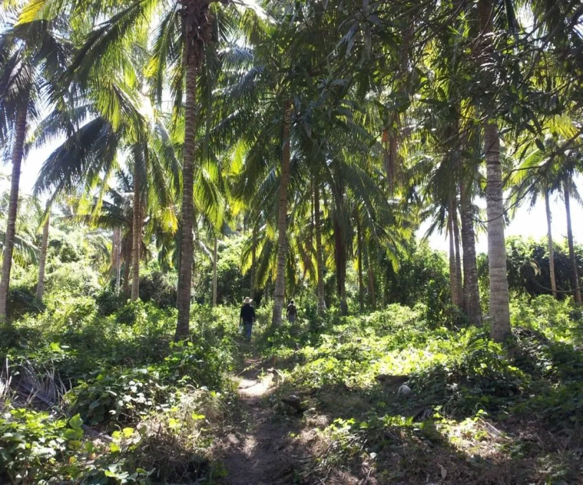 Terreno En Venta,San Blas Centro,ISLA POTRERO DEL REY S/N, San Blas, Nayarit 63740,ISLA POTRERO DEL REY,p6GbBMI Terreno En Venta,San Blas Centro,ISLA POTRERO DEL REY S/N, San Blas, Nayarit 63740,ISLA POTRERO DEL REY,p6GbBMI