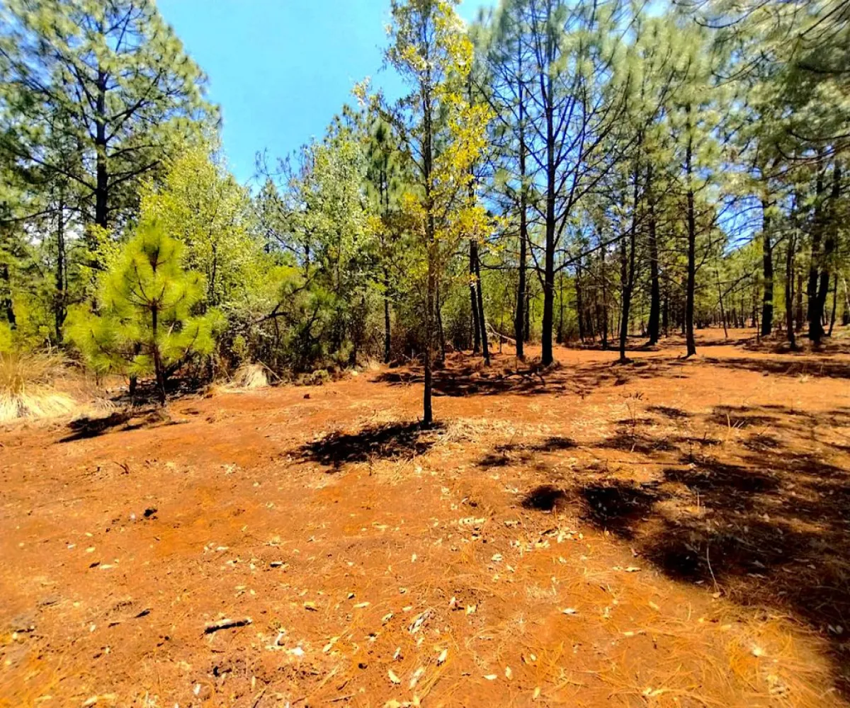 Terreno En Venta,Los espinos,Los espinos sn, Tapalpa, Jalisco 49340,Los espinos,pAJV3qu