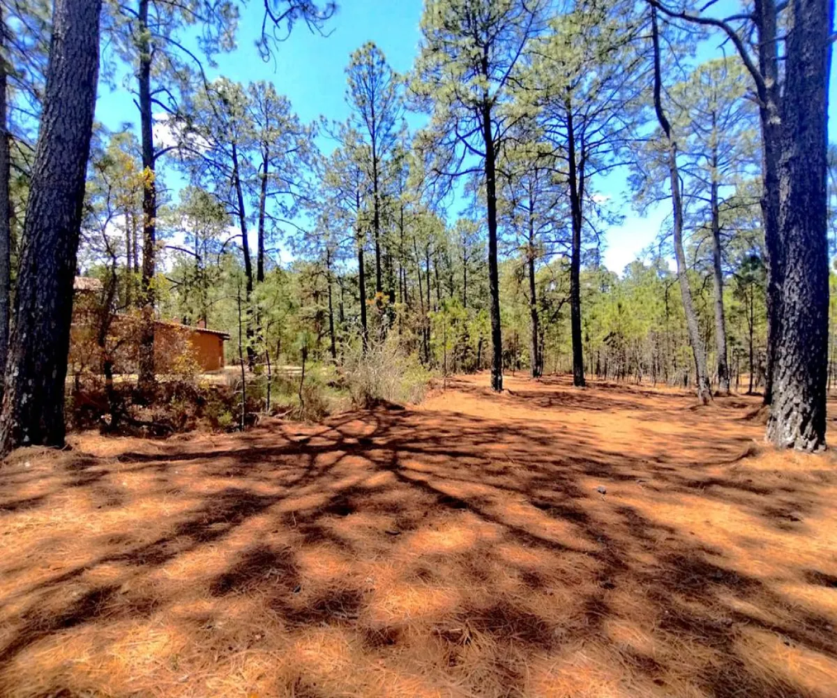 Terreno En Venta,Los espinos,Los espinos sn, Tapalpa, Jalisco 49340,Los espinos,pAJV3qu