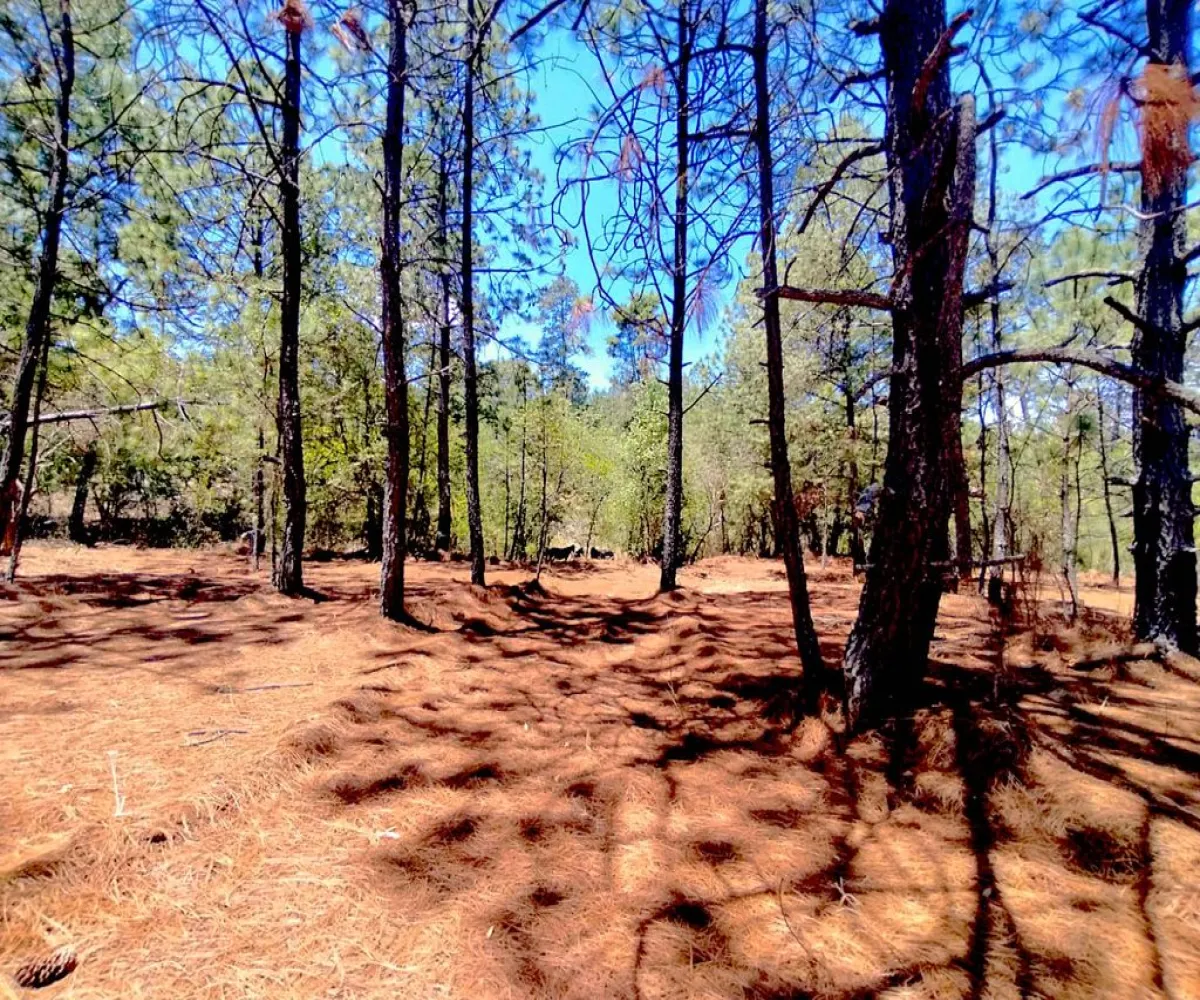 Terreno En Venta,Los espinos,Los espinos sn, Tapalpa, Jalisco 49340,Los espinos,pAJV3qu