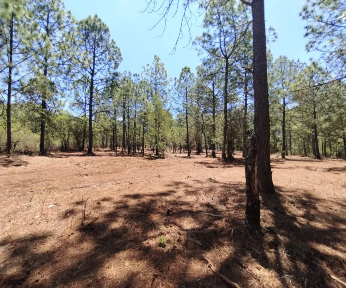 Terreno En Venta,Los espinos,Los espinos sn, Tapalpa, Jalisco 49340,Los espinos,pAJV3qu