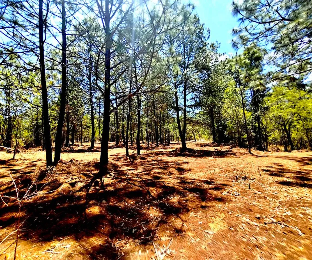 Terreno En Venta,Los espinos,Los espinos sn, Tapalpa, Jalisco 49340,Los espinos,pAJV3qu