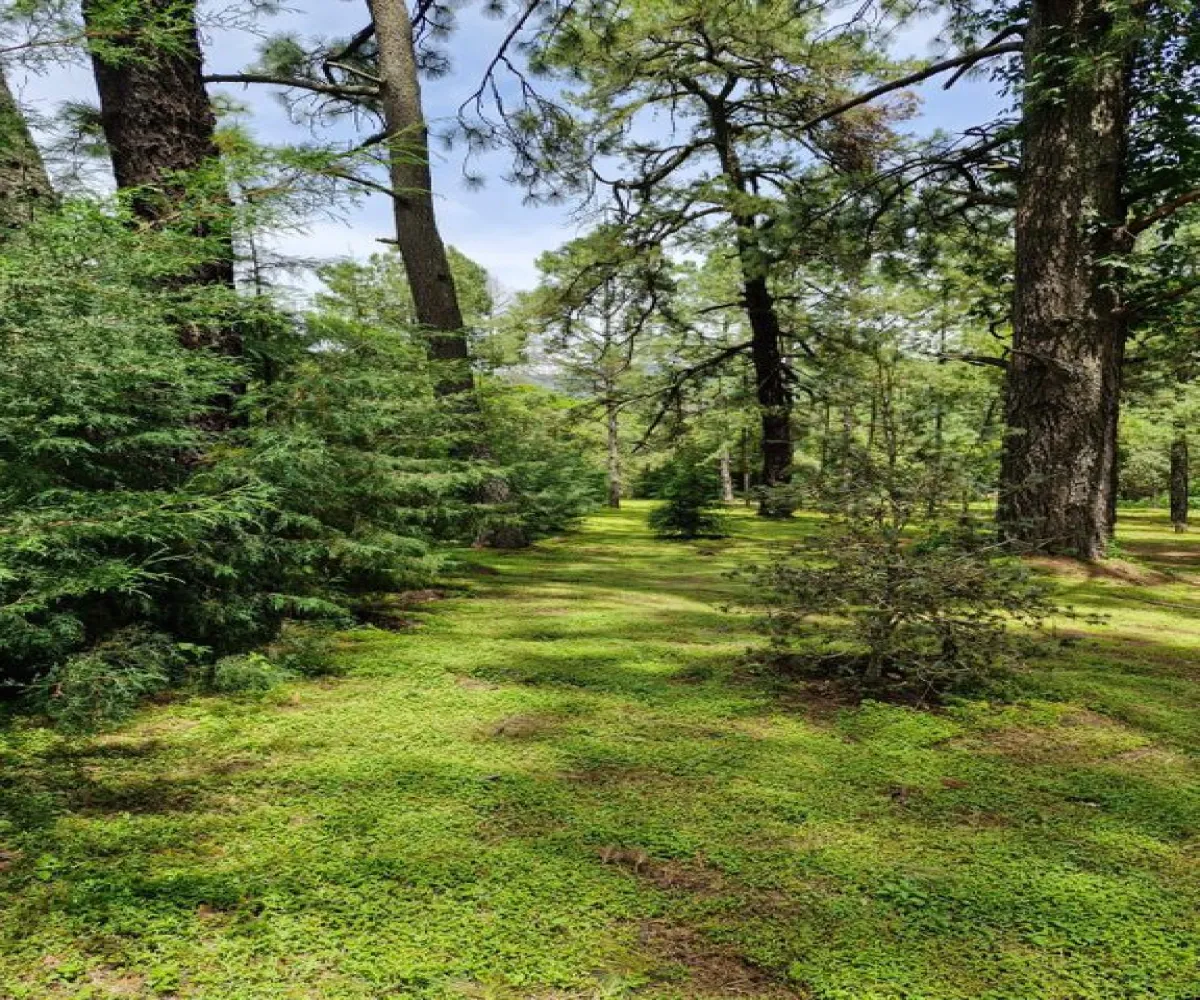 Terreno En Venta,Hacienda San Francisco,Paseo de la Frscura 88, Tapalpa, Jalisco 49340,Paseo de la Frscura,psQivTP Terreno En Venta,Hacienda San Francisco,Paseo de la Frscura 88, Tapalpa, Jalisco 49340,Paseo de la Frscura,psQivTP