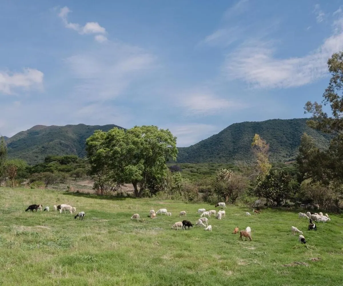 Terreno En Venta,Fraccionamiento Brisas de Chapala,Brisas del Lago 46, Chapala, Jalisco 45900,Brisas del Lago,pTkOJjy Terreno En Venta,Fraccionamiento Brisas de Chapala,Brisas del Lago 46, Chapala, Jalisco 45900,Brisas del Lago,pTkOJjy