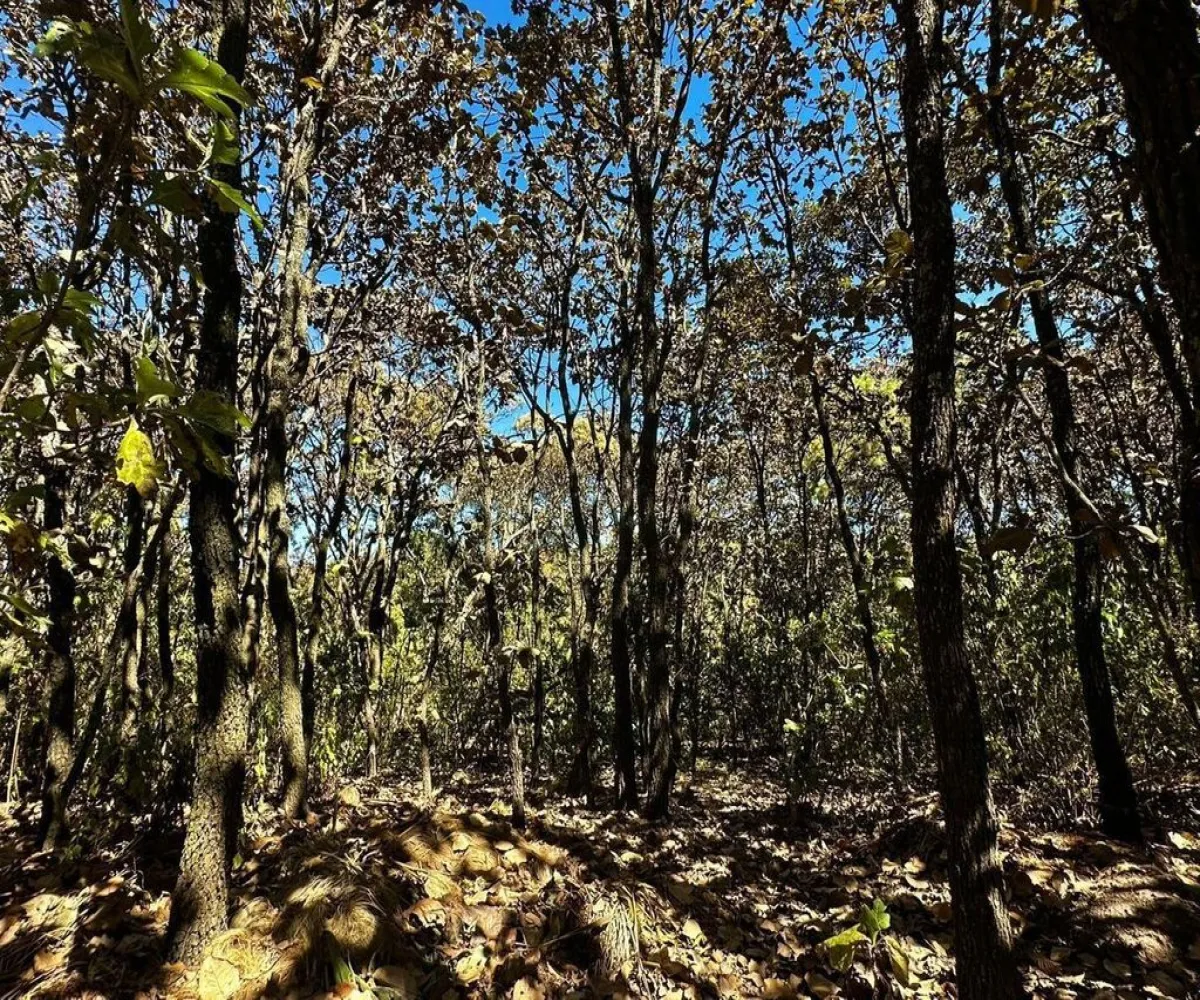 Terreno En Venta,El Cielo,Fairwey 4675, Tlajomulco de Zúñiga, Jalisco 45643,Fairwey,pG39yvM