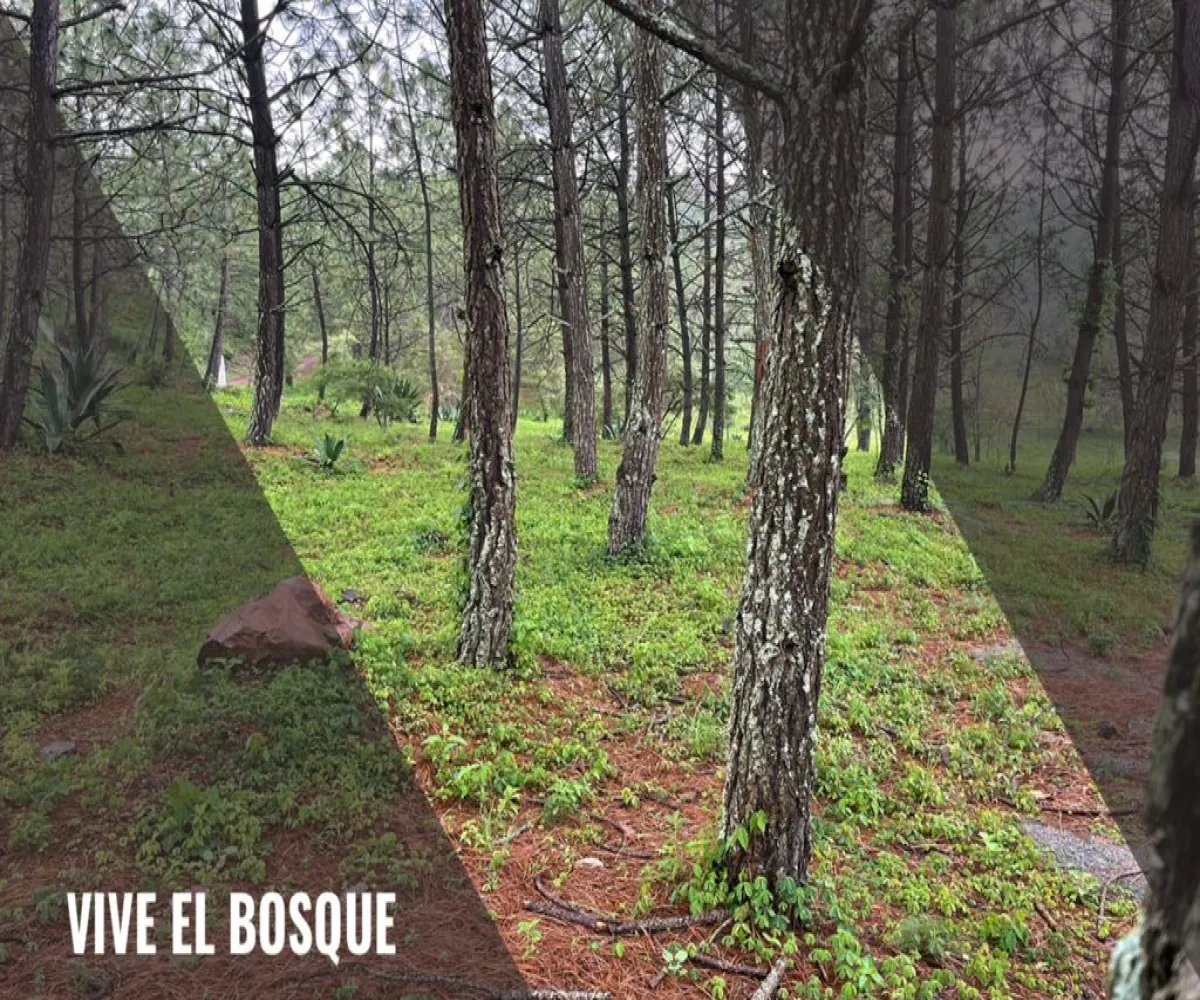 Terreno En Venta,Camino a San Agustin km 0.8, Tapalpa, Jalisco 49340,Camino a San Agustin ,powjn8v