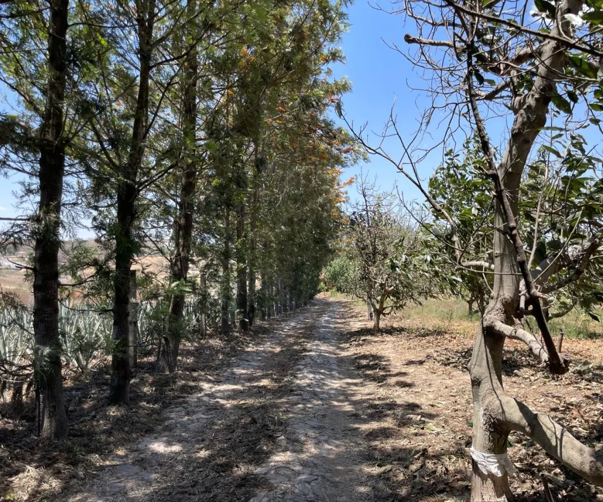 Terreno En Venta,SANTA CRUZ DEL ASTILLERO,S/N S/N, El Arenal, Jalisco 45360,S/N,p3MfN0r