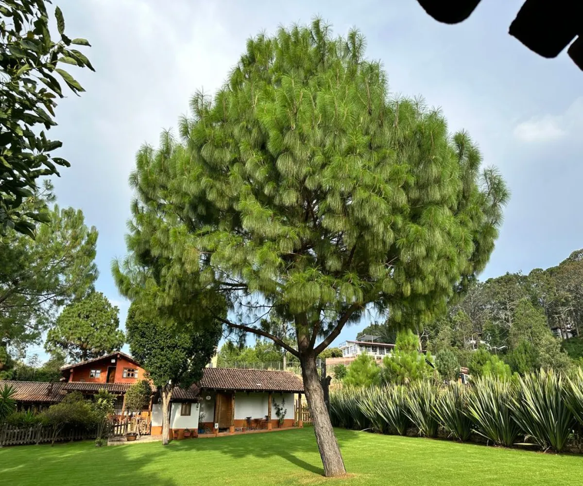 Casa En Venta,Mazamitla ,Carretera mazamitla-Valle de Juarez S/N, Mazamitla, Jalisco 49500, 8 Habitaciones,5 Baños,Carretera mazamitla-Valle de Juarez,1,paaRoSL