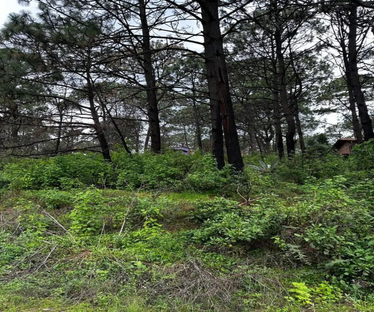 Terreno En Venta,La Prepa,Galeana 12, Mazamitla, Jalisco 49500,Galeana,pUon569