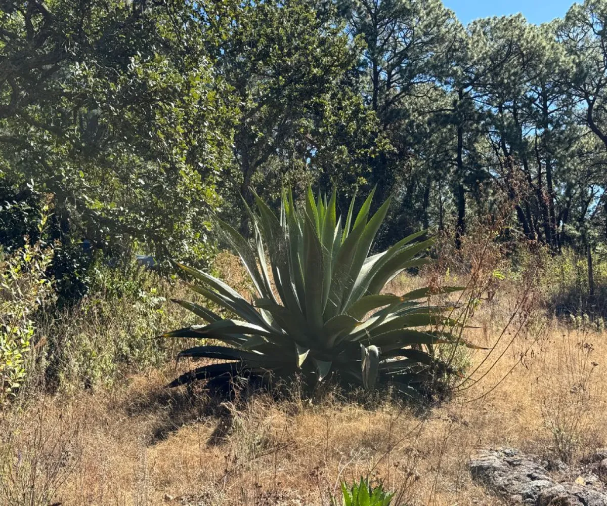 Terreno En Venta,Sin Nombre,Zaragoza 00, Tapalpa, Jalisco 49340,Zaragoza,pbF16ZR