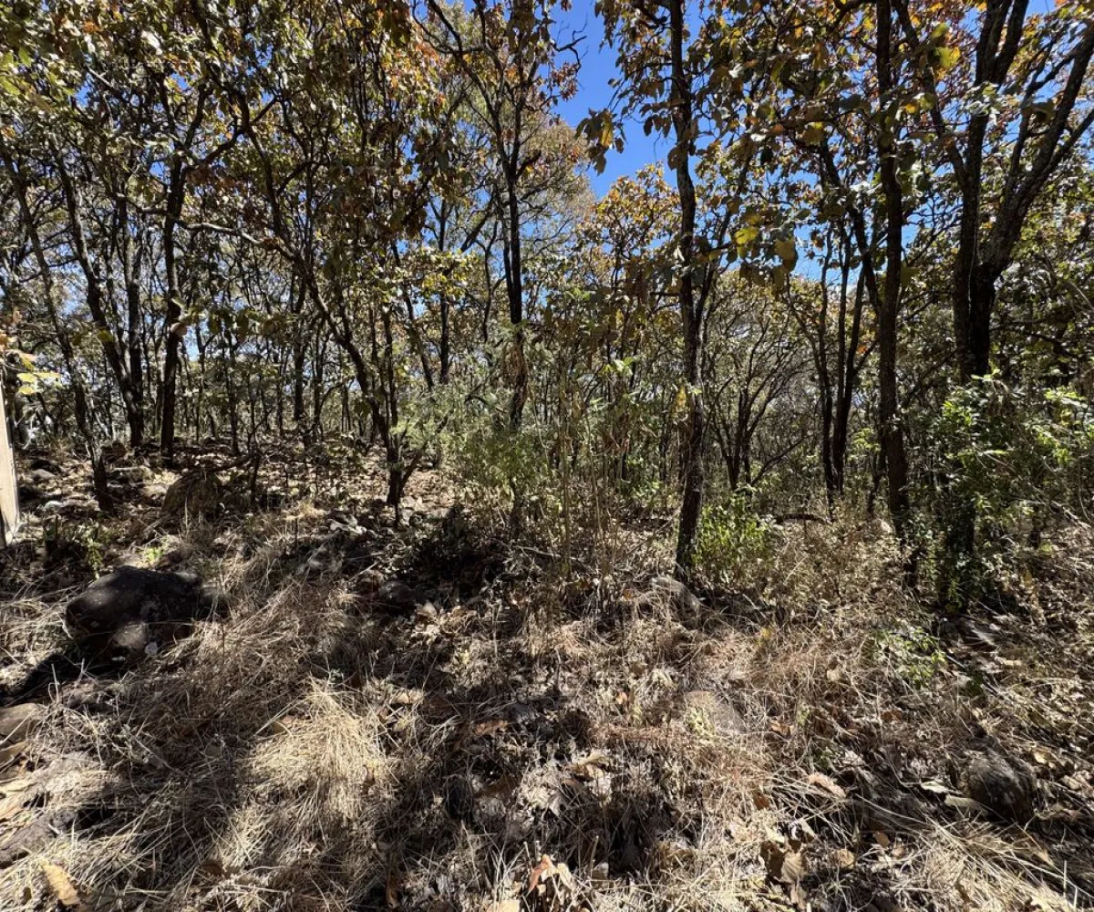 Terreno En Venta,Reserva de los Encinos,Reserva de los Encinos 00, El Arenal, Jalisco 45350,Reserva de los Encinos,pvhKB5T