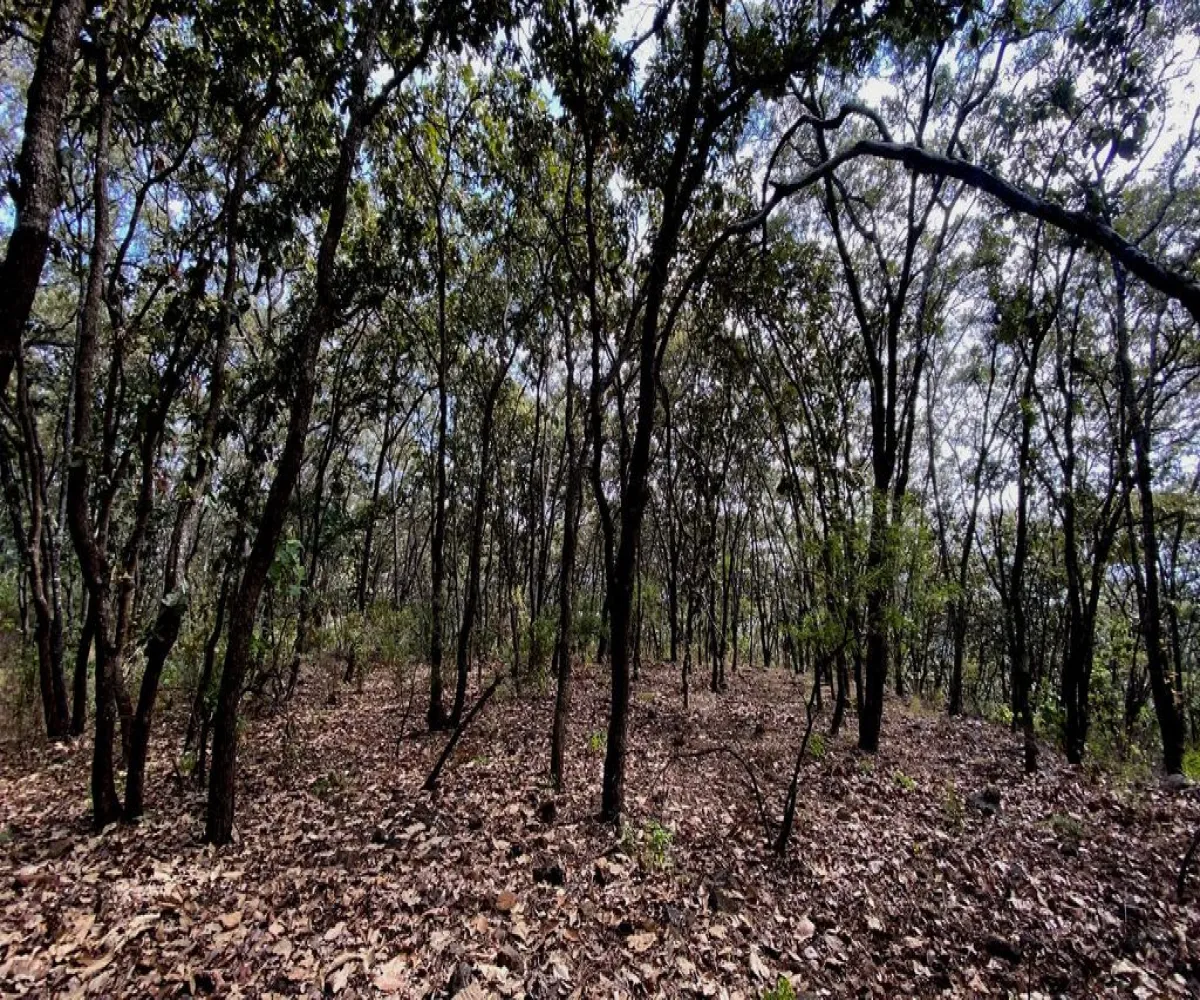 Terreno En Venta,Reserva de los Encinos,Reserva de los Encinos 00, El Arenal, Jalisco 45350,Reserva de los Encinos,pvhKB5T