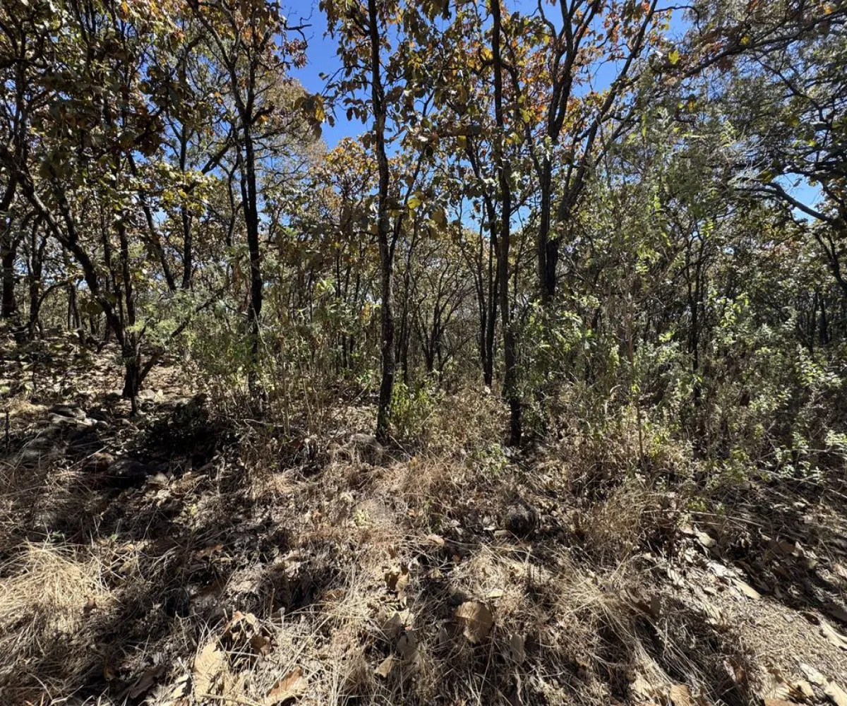 Terreno En Venta,Reserva de los Encinos,Reserva de los Encinos 00, El Arenal, Jalisco 45350,Reserva de los Encinos,pvhKB5T