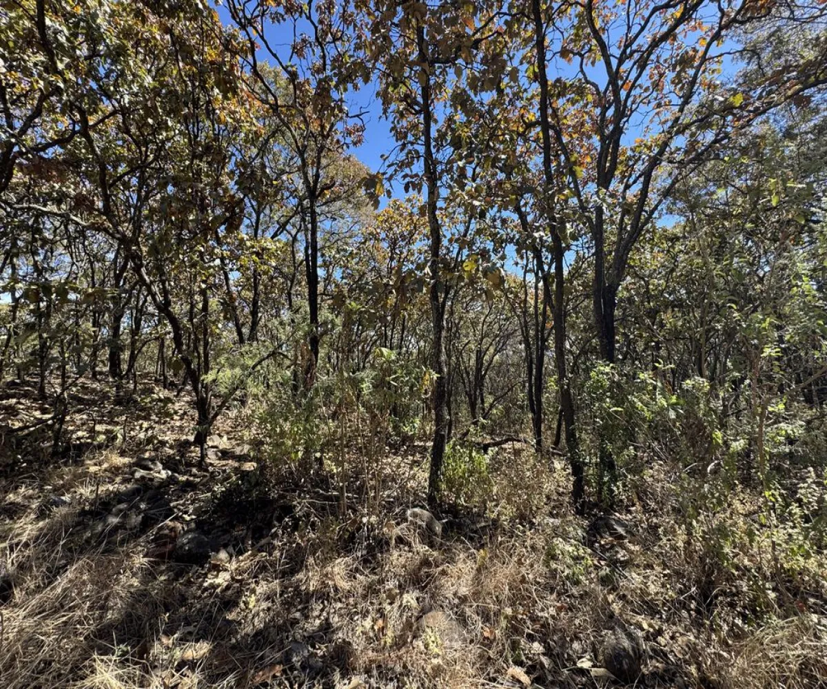 Terreno En Venta,Reserva de los Encinos,Reserva de los Encinos 00, El Arenal, Jalisco 45350,Reserva de los Encinos,pvhKB5T