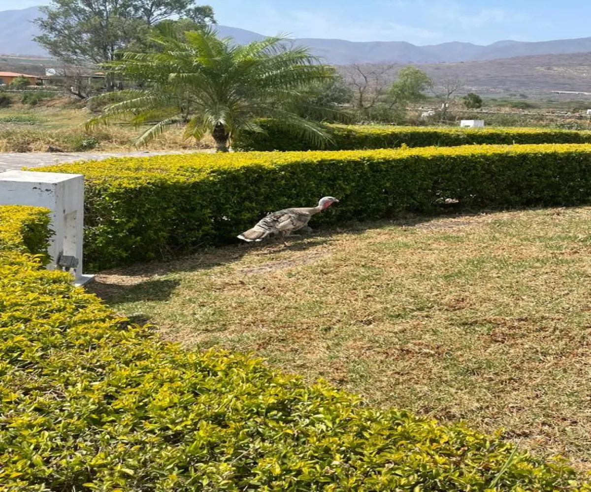 Terreno En Venta,Granja,Calzada de Los Laureles 168 27, Zapopan, Jalisco 45010,Calzada de Los Laureles,pqiSJXT
