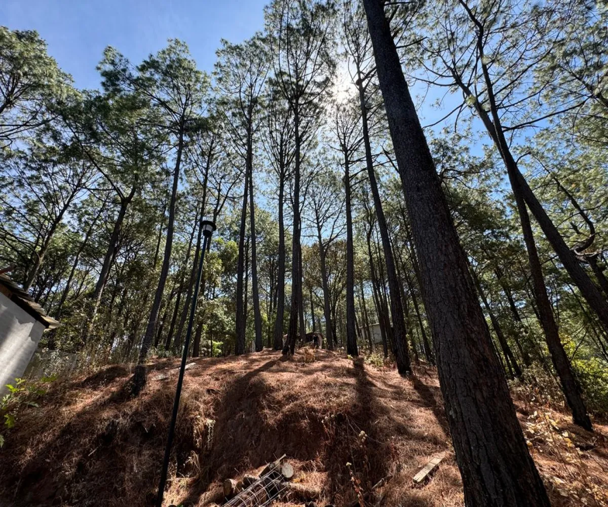 Terreno En Venta,Mazamitla,Loma Blanca 2723, Mazamitla, Jalisco 49500,Loma Blanca,pABlUD1