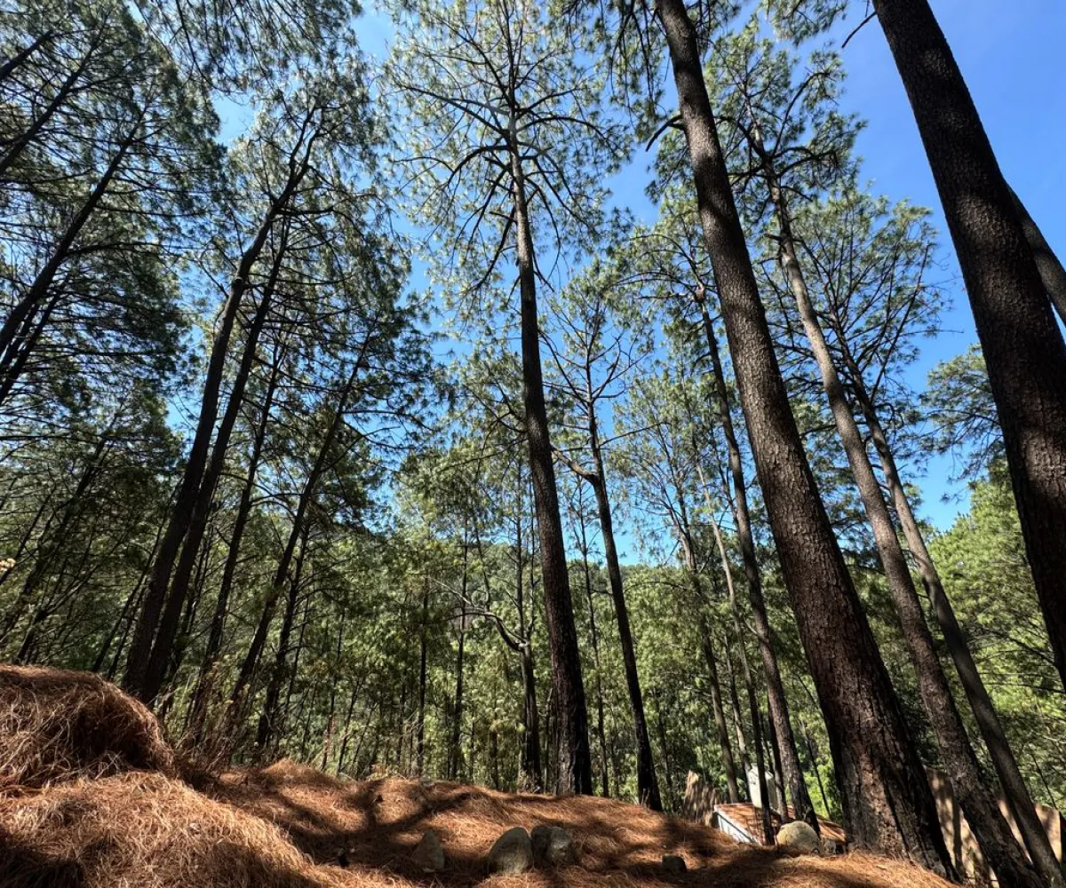 Terreno En Venta,Mazamitla,Loma Blanca 2723, Mazamitla, Jalisco 49500,Loma Blanca,pABlUD1