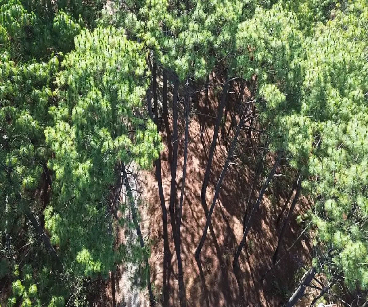 Terreno En Venta,Mazamitla,Loma Blanca 2723, Mazamitla, Jalisco 49500,Loma Blanca,pABlUD1