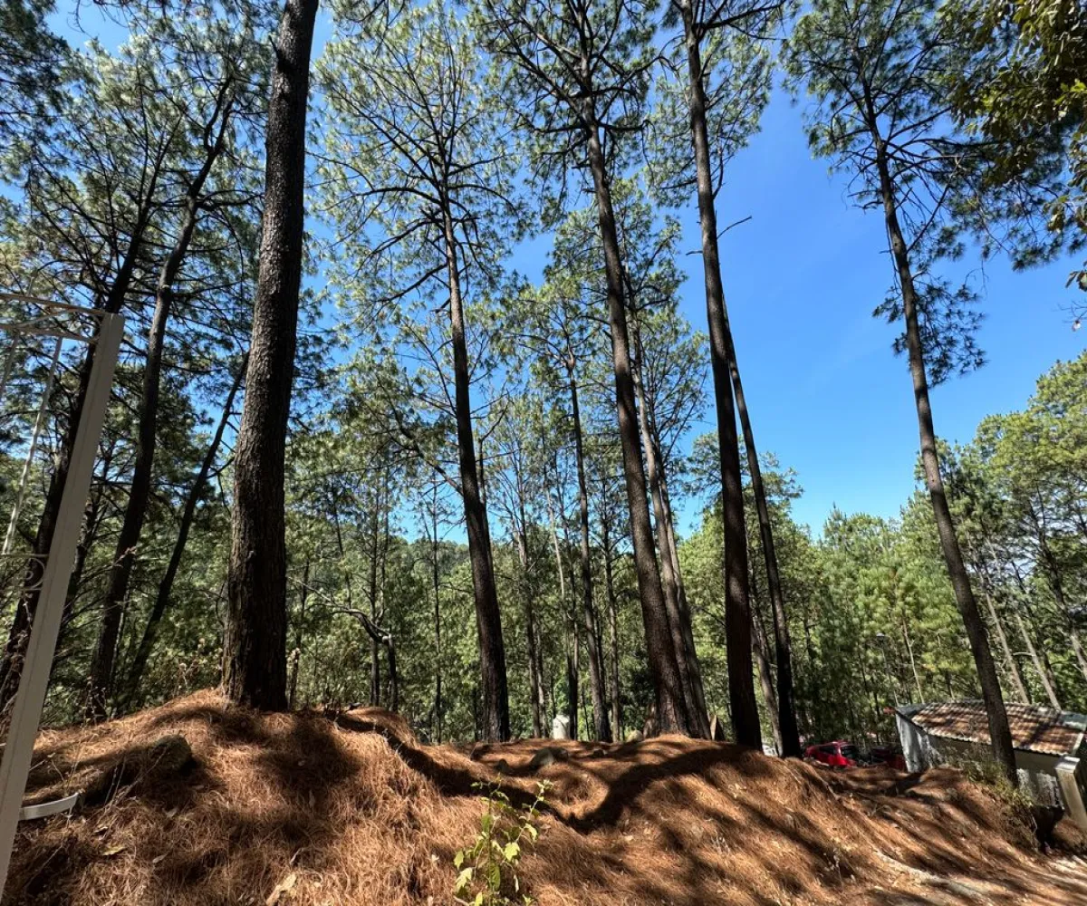 Terreno En Venta,Mazamitla,Loma Blanca 2723, Mazamitla, Jalisco 49500,Loma Blanca,pABlUD1