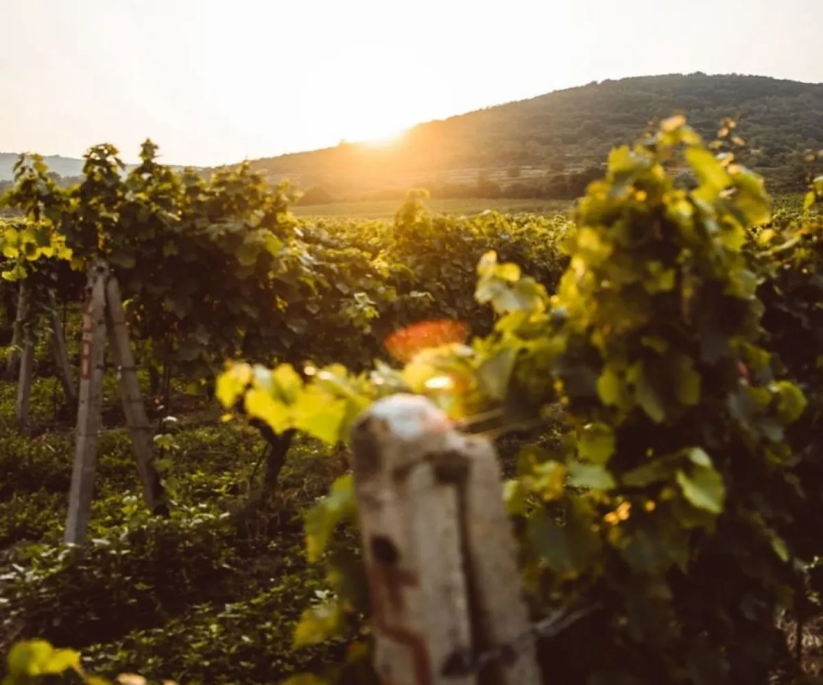 Terreno En Venta,Viñedos Lake,Camino a San Martin 1000 M8 L266, Jocotepec, Jalisco 45820,Camino a San Martin,pjwqWZN Terreno En Venta,Viñedos Lake,Camino a San Martin 1000 M8 L266, Jocotepec, Jalisco 45820,Camino a San Martin,pjwqWZN