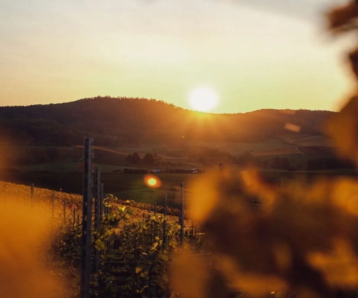 Terreno En Venta,Viñedos Lake,Camino a San Martin 1000 M8 L266, Jocotepec, Jalisco 45820,Camino a San Martin,pjwqWZN Terreno En Venta,Viñedos Lake,Camino a San Martin 1000 M8 L266, Jocotepec, Jalisco 45820,Camino a San Martin,pjwqWZN