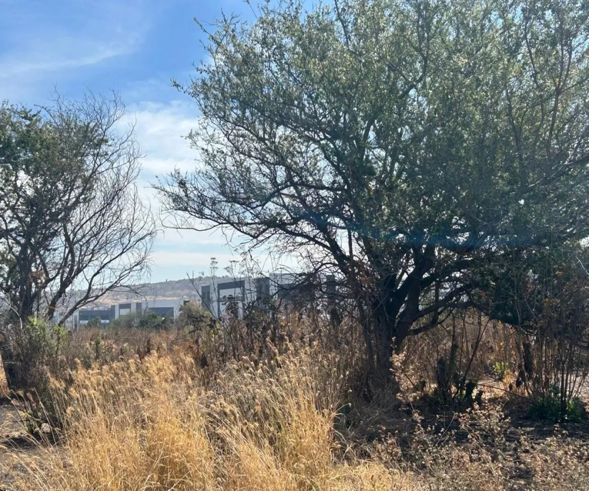 Terreno En Venta,SAN MARTIN DE LAS FLORES S/N, San Pedro Tlaquepaque, Jalisco 45629,SAN MARTIN DE LAS FLORES,pUclHDe Terreno En Venta,SAN MARTIN DE LAS FLORES S/N, San Pedro Tlaquepaque, Jalisco 45629,SAN MARTIN DE LAS FLORES,pUclHDe