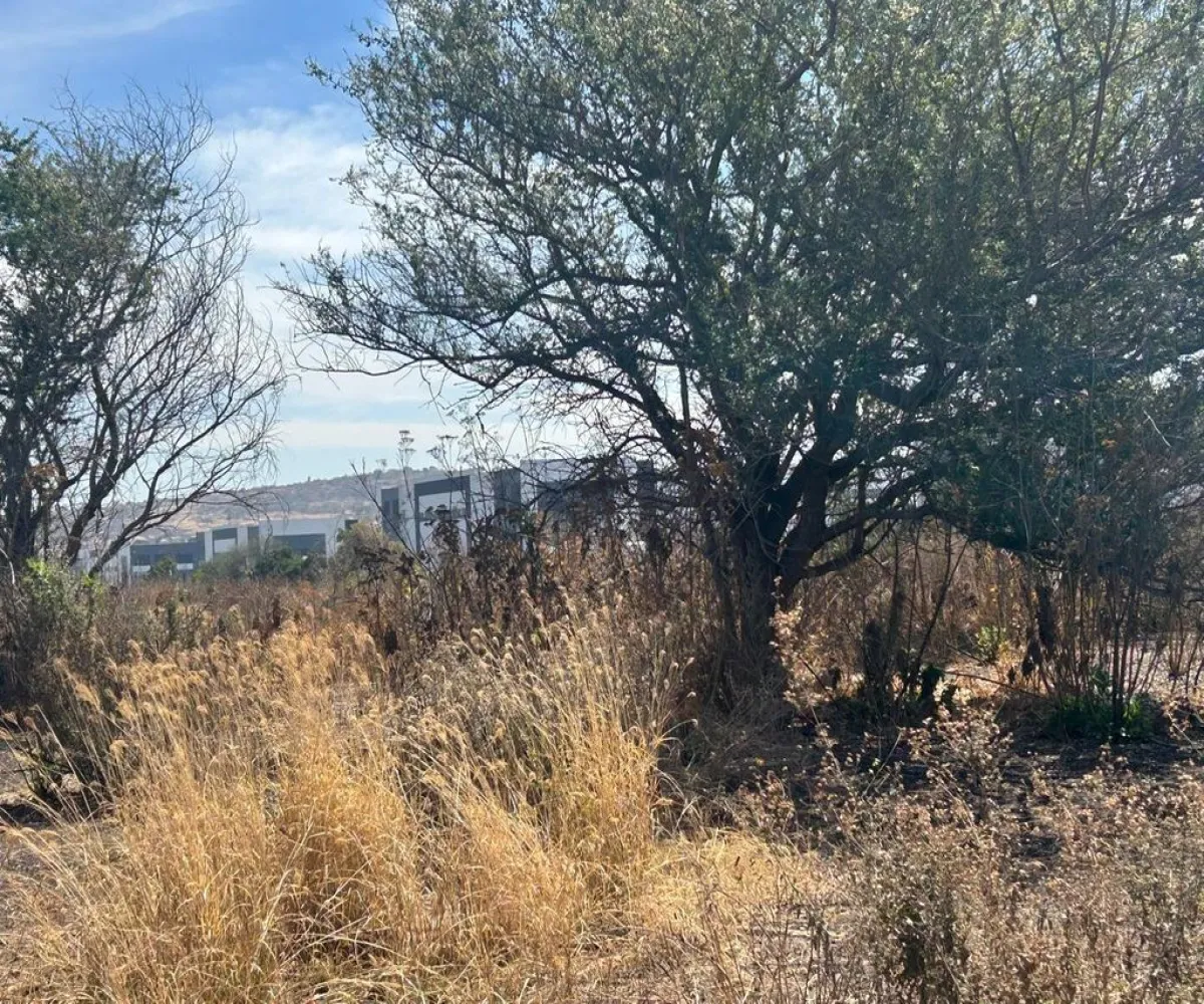 Terreno En Venta,SAN MARTIN DE LAS FLORES S/N, San Pedro Tlaquepaque, Jalisco 45629,SAN MARTIN DE LAS FLORES,pUclHDe Terreno En Venta,SAN MARTIN DE LAS FLORES S/N, San Pedro Tlaquepaque, Jalisco 45629,SAN MARTIN DE LAS FLORES,pUclHDe