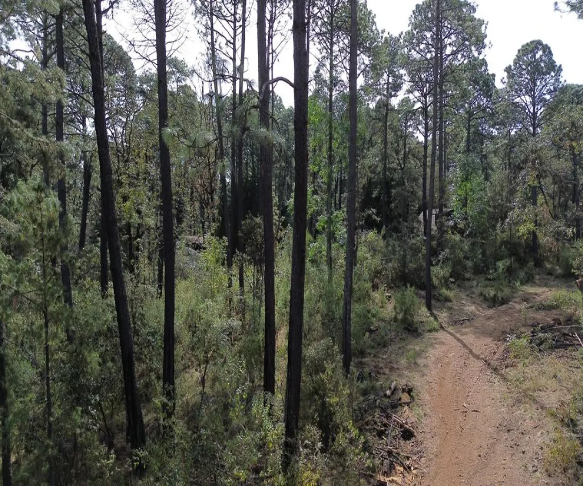 Terreno En Venta,Hacienda San Francisco ,Hacienda San Francisco S/N, Tapalpa, Jalisco 49340,Hacienda San Francisco ,pvDfWLa Terreno En Venta,Hacienda San Francisco ,Hacienda San Francisco S/N, Tapalpa, Jalisco 49340,Hacienda San Francisco ,pvDfWLa