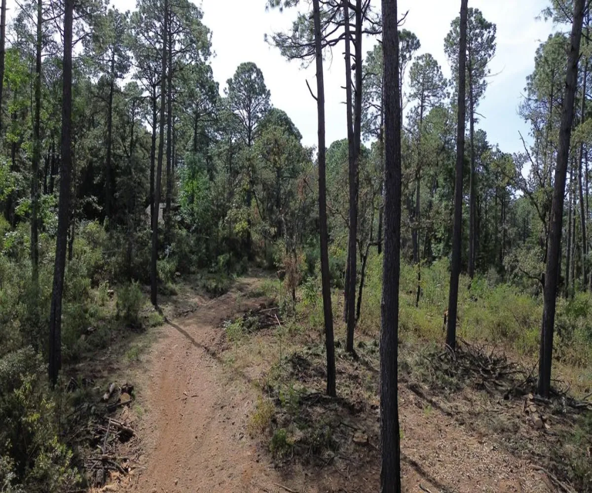 Terreno En Venta,Hacienda San Francisco ,Hacienda San Francisco S/N, Tapalpa, Jalisco 49340,Hacienda San Francisco ,pvDfWLa Terreno En Venta,Hacienda San Francisco ,Hacienda San Francisco S/N, Tapalpa, Jalisco 49340,Hacienda San Francisco ,pvDfWLa