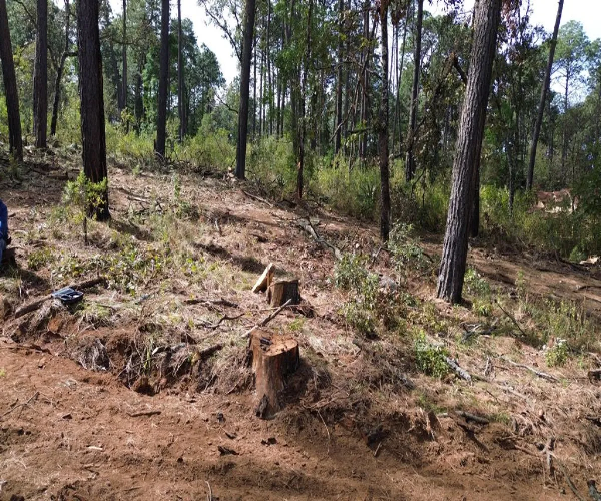 Terreno En Venta,Hacienda San Francisco ,Hacienda San Francisco S/N, Tapalpa, Jalisco 49340,Hacienda San Francisco ,pvDfWLa Terreno En Venta,Hacienda San Francisco ,Hacienda San Francisco S/N, Tapalpa, Jalisco 49340,Hacienda San Francisco ,pvDfWLa