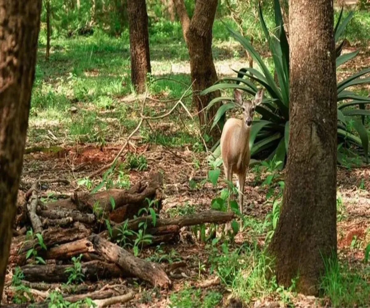 Terreno En Venta,Reserva de los Encinos S/N, Teuchitlán, Jalisco 46760,Reserva de los Encinos,pzKUUx9 Terreno En Venta,Reserva de los Encinos S/N, Teuchitlán, Jalisco 46760,Reserva de los Encinos,pzKUUx9