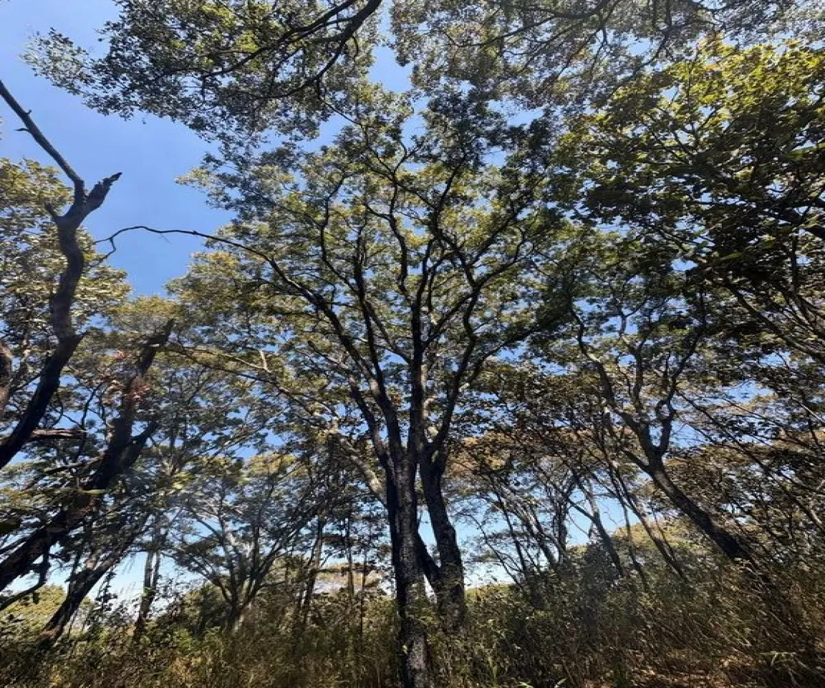 Terreno En Venta,Reserva de los Encinos S/N, Teuchitlán, Jalisco 46760,Reserva de los Encinos,pzKUUx9 Terreno En Venta,Reserva de los Encinos S/N, Teuchitlán, Jalisco 46760,Reserva de los Encinos,pzKUUx9