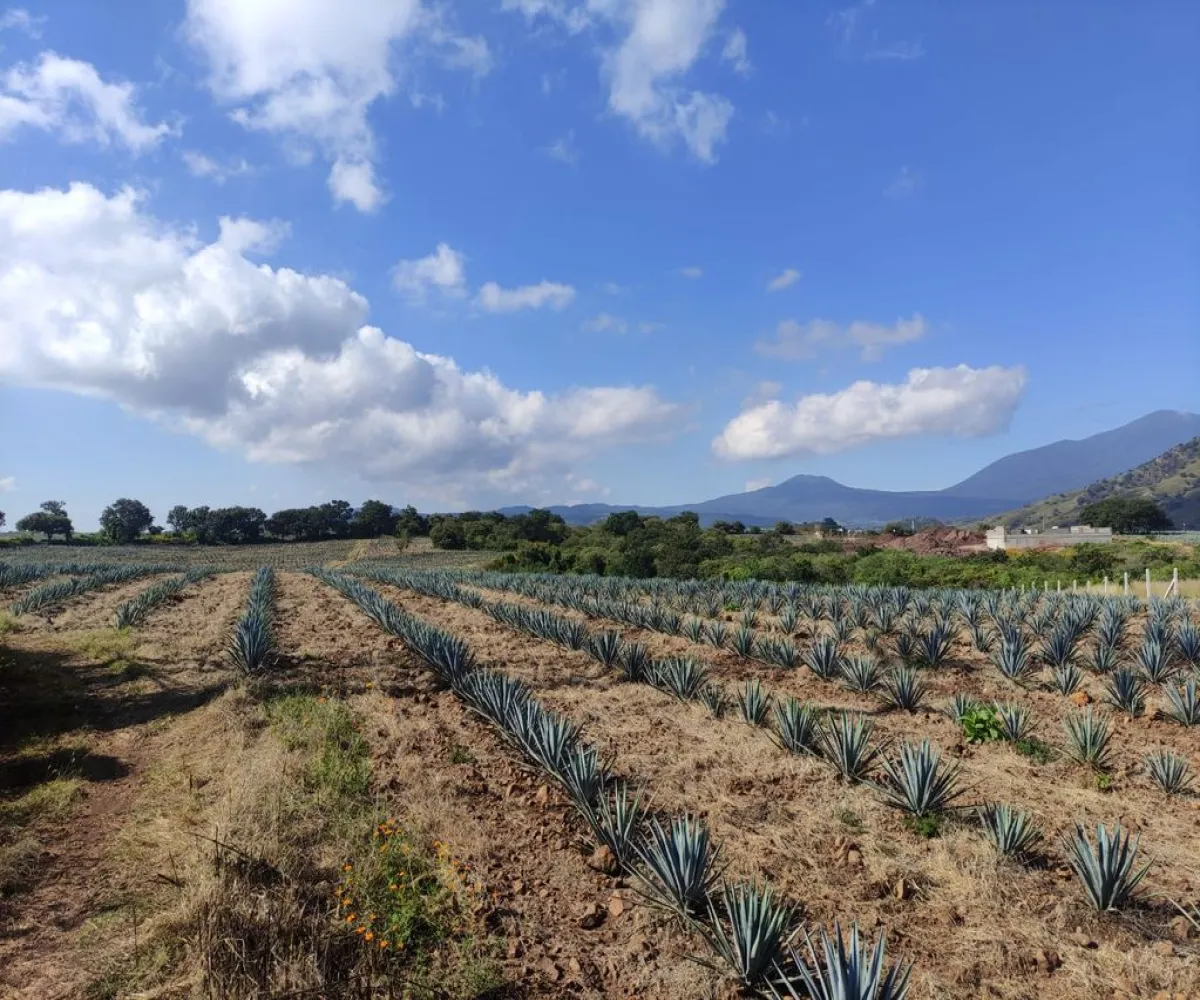 Terreno En Venta,centro,Carretera Gdl Amatitan kilometro 38.5, Amatitán, Jalisco 45380,Carretera Gdl Amatitan kilometro,ppok54U Terreno En Venta,centro,Carretera Gdl Amatitan kilometro 38.5, Amatitán, Jalisco 45380,Carretera Gdl Amatitan kilometro,ppok54U