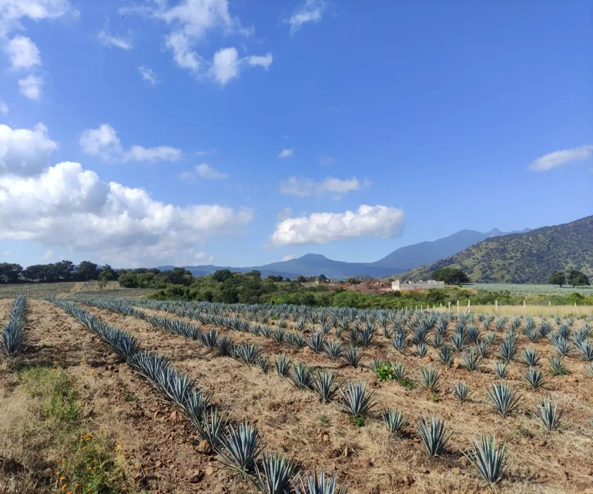 Terreno En Venta,centro,Carretera Gdl Amatitan kilometro 38.5, Amatitán, Jalisco 45380,Carretera Gdl Amatitan kilometro,ppok54U Terreno En Venta,centro,Carretera Gdl Amatitan kilometro 38.5, Amatitán, Jalisco 45380,Carretera Gdl Amatitan kilometro,ppok54U