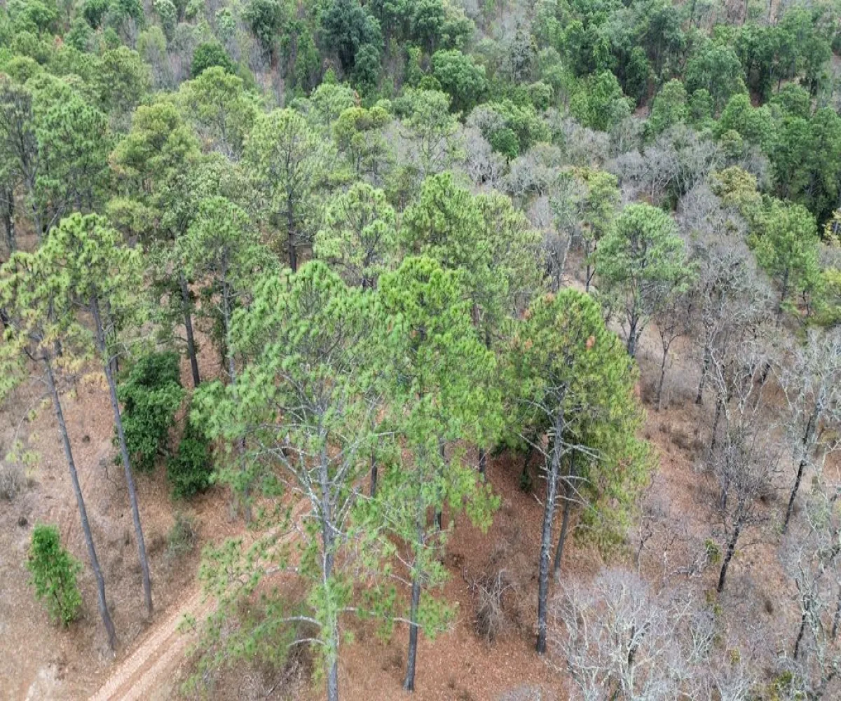 Terreno En Venta,La Atarjea,La Atarjea S/N, Tapalpa, Jalisco 49346,La Atarjea,pDN3VIs