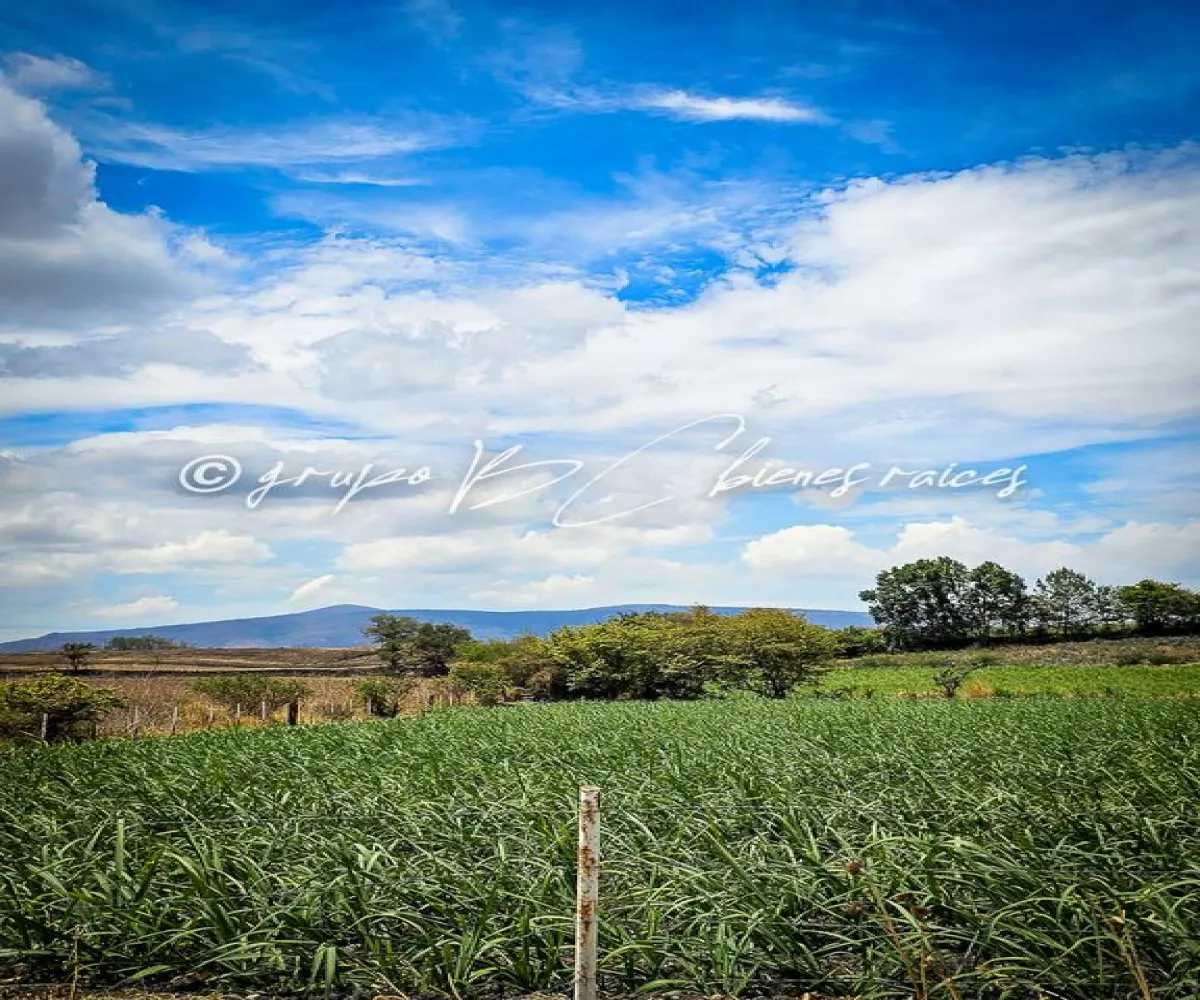 Terreno En Venta,32 Batallón de Infantería,Ingeniero Antonio Arroniz Topete S/N, Ameca, Jalisco 46600,Ingeniero Antonio Arroniz Topete,psVY9yI Terreno En Venta,32 Batallón de Infantería,Ingeniero Antonio Arroniz Topete S/N, Ameca, Jalisco 46600,Ingeniero Antonio Arroniz Topete,psVY9yI