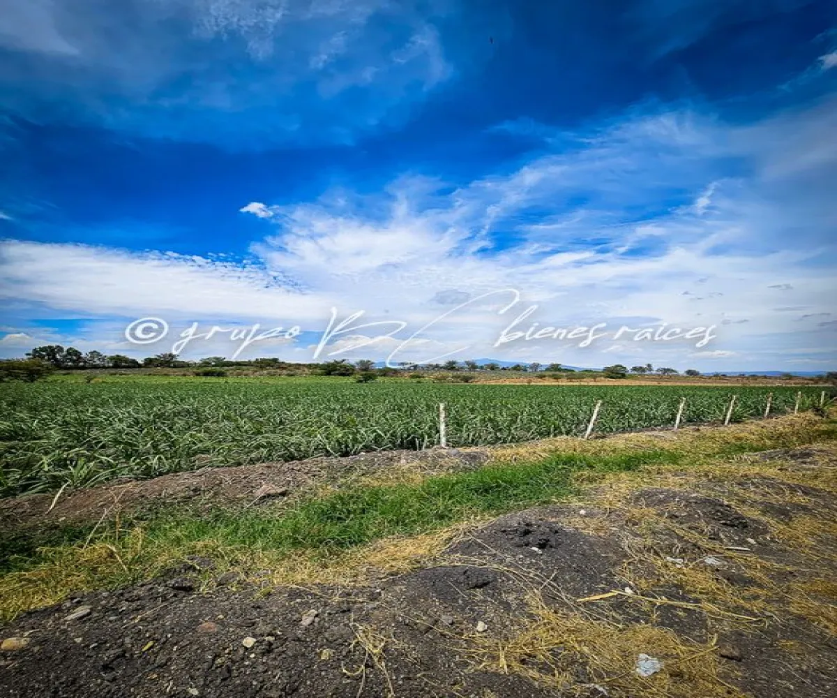 Terreno En Venta,32 Batallón de Infantería,Ingeniero Antonio Arroniz Topete S/N, Ameca, Jalisco 46600,Ingeniero Antonio Arroniz Topete,psVY9yI Terreno En Venta,32 Batallón de Infantería,Ingeniero Antonio Arroniz Topete S/N, Ameca, Jalisco 46600,Ingeniero Antonio Arroniz Topete,psVY9yI