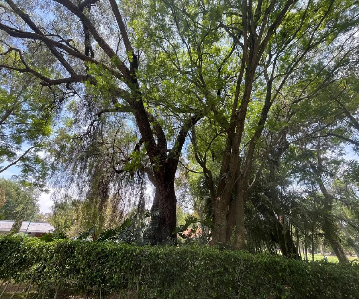 Terreno En Venta,Campo de Golf Santa Anita Condominio,Paseo de La Montaña S/N 371, Tlajomulco de Zúñiga, Jalisco 45645,1 Baño,Paseo de La Montaña,pIxtX9W