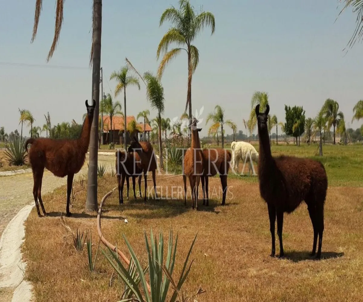 Terreno En Venta,LA VEGA ,Potrero Tecomatitos 2, Teuchitlán, Jalisco 45325,Potrero Tecomatitos,pKq0sOY Terreno En Venta,LA VEGA ,Potrero Tecomatitos 2, Teuchitlán, Jalisco 45325,Potrero Tecomatitos,pKq0sOY