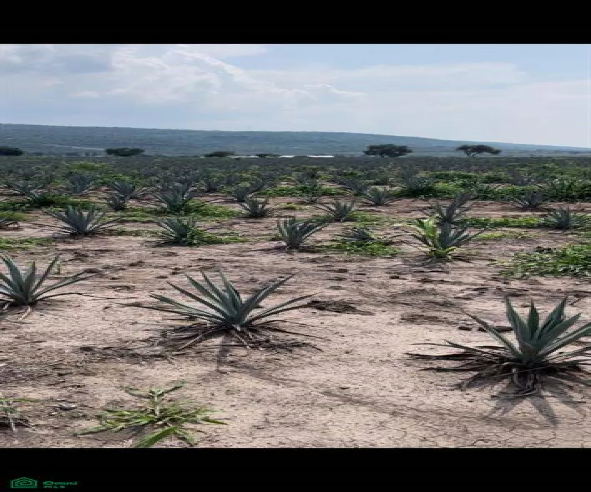 Terreno En Venta,Tlajomulco Centro,Parcela (Ejido La Teja) 49 P3/4, Tlajomulco de Zuniga, Jalisco 45640,Parcela (Ejido La Teja),MX23500800