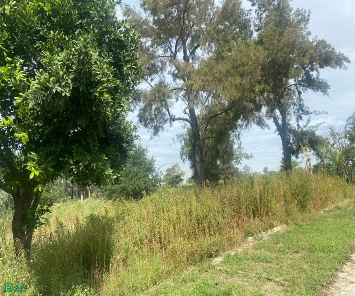 Local En Venta,San Sebastián El Grande,a 730 metros por brecha de av jesús michel gonzá s/n, Tlajomulco de Zuniga, Jalisco 45650,a 730 metros por brecha de av jesús michel gonzá,MX23535592