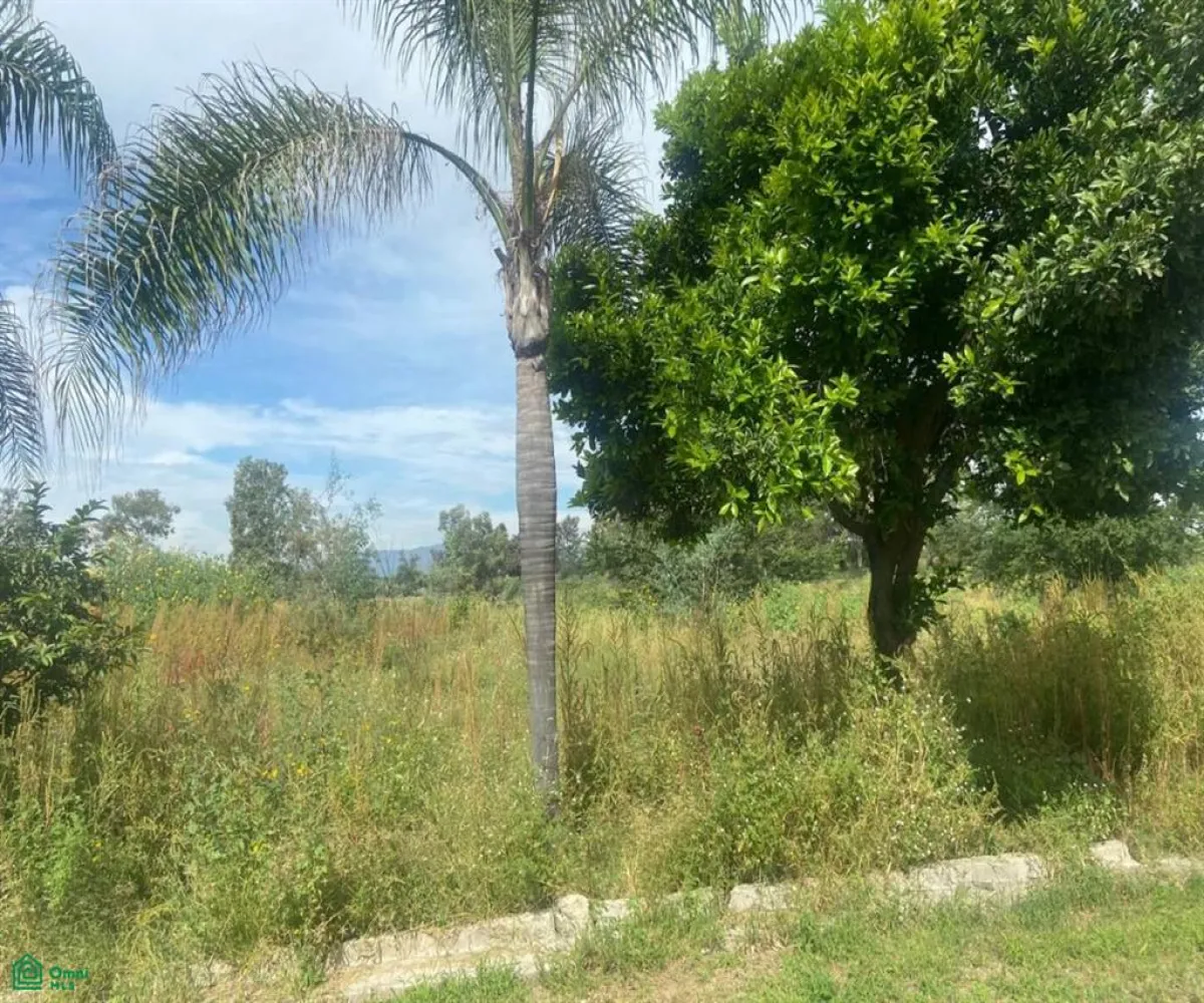 Local En Venta,San Sebastián El Grande,a 730 metros por brecha de av jesús michel gonzá s/n, Tlajomulco de Zuniga, Jalisco 45650,a 730 metros por brecha de av jesús michel gonzá,MX23535592