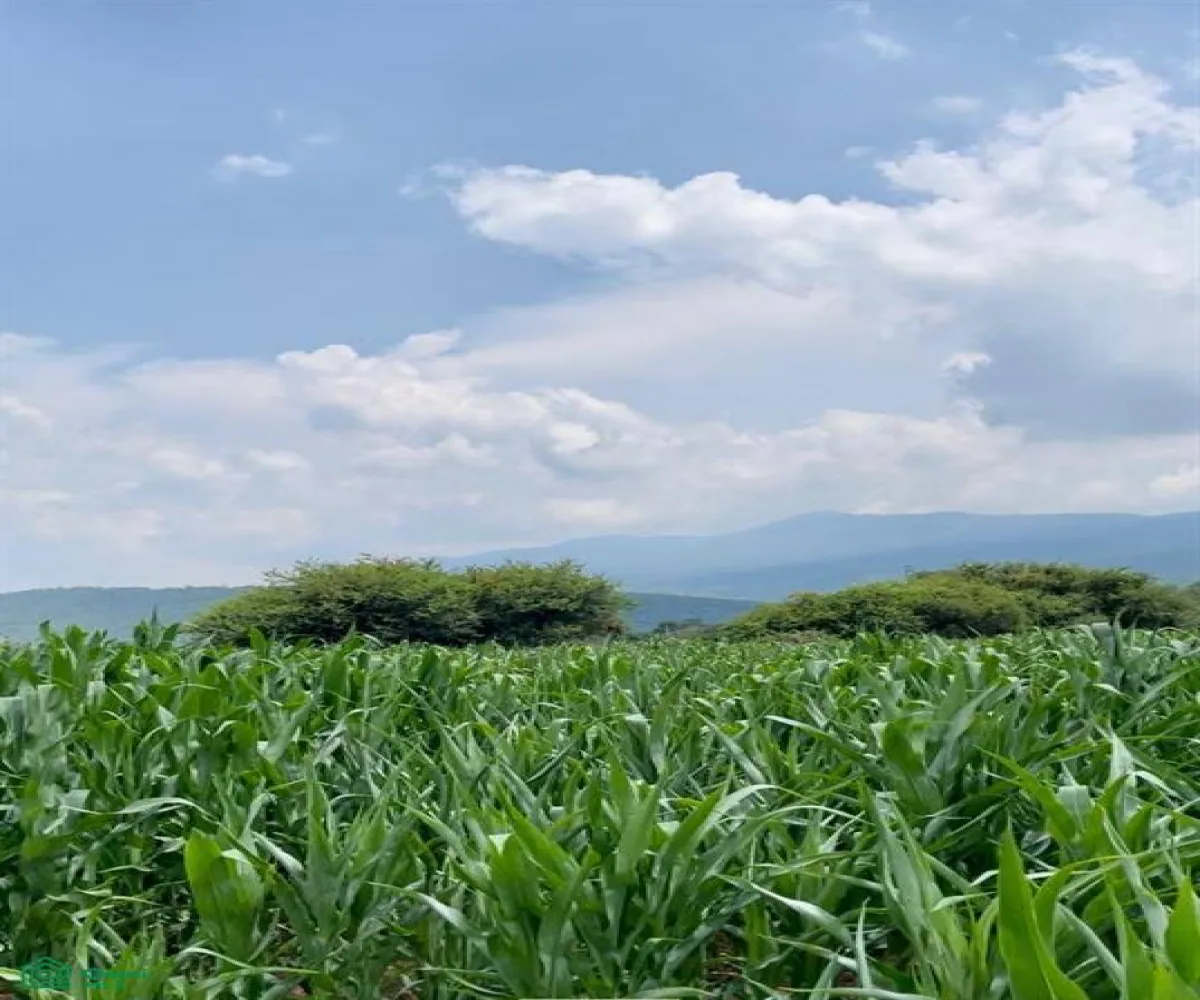 Local En Venta,La Teja,Parcela 17 P1/4, Tlajomulco de Zuniga, Jalisco 45640,Parcela,MX23537508