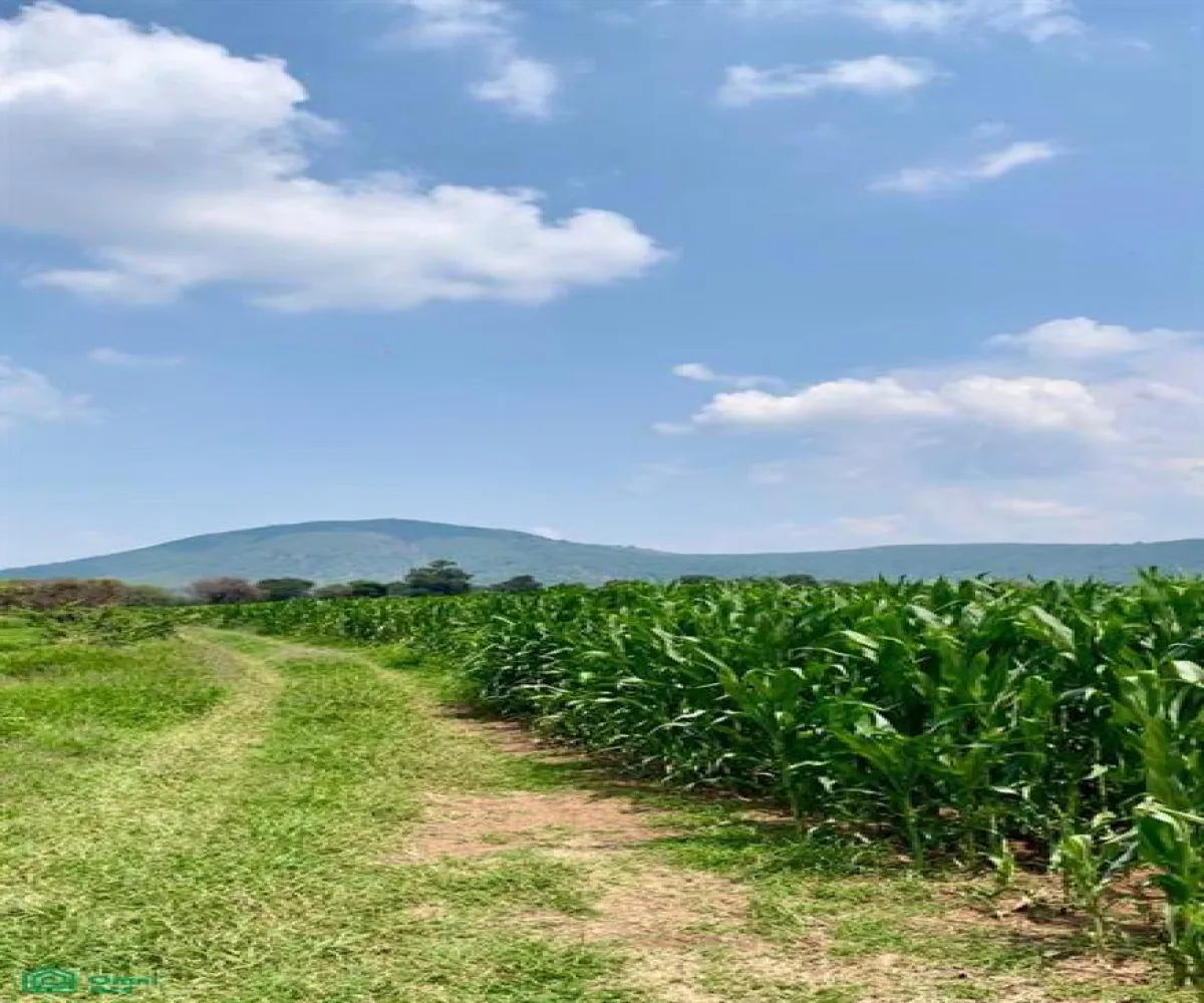 Local En Venta,La Teja,Parcela 17 P1/4, Tlajomulco de Zuniga, Jalisco 45640,Parcela,MX23537508